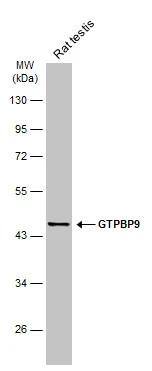Rat tissue extract (50 ug) was separated by 10% SDS-PAGE, and the membrane was blotted with GTPBP9 antibody [C1C3] (NBP2-16767) diluted at 1:1000. The HRP-conjugated anti-rabbit IgG antibody  was used to detect the primary antibody. 