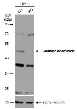 <b>Genetic Strategies Validation. </b>Wild-type (WT) and Guanine deaminase knockout (KO) HeLa cell extracts (30 ug) were separated by 10% SDS-PAGE, and the membrane was blotted with Guanine deaminase antibody (NBP2-16769) diluted at 1:1000. The HRP-conjugated anti-rabbit IgG antibody  was used to detect the primary antibody. 