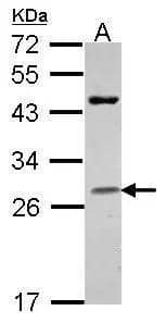 Sample (30 ug of whole cell lysate)  A: Raji  12% SDS PAGE  Granzyme H antibody  NBP2-16771 diluted at 1:1000  