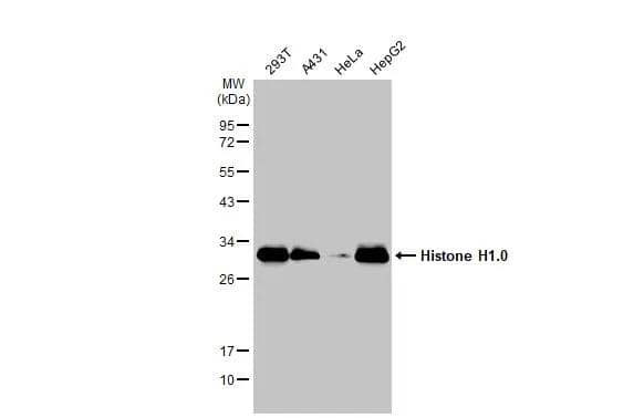 Various whole cell extracts (30 ug) were separated by 12% SDS-PAGE, and the membrane was blotted with Histone H1.0 antibody (NBP2-16772) diluted at 1:10000. The HRP-conjugated anti-rabbit IgG antibody  was used to detect the primary antibody. 