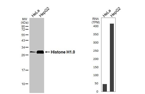 Various whole cell extracts (30 ug) were separated by 12% SDS-PAGE, and the membrane was blotted with Histone H1.0 antibody (NBP2-16772) diluted at 1:10000. The HRP-conjugated anti-rabbit IgG antibody  was used to detect the primary antibody. Corresponding RNA expression data for the same cell lines are based on Human Protein Atlas program. 