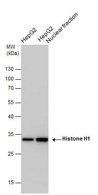 Histone H1 antibody detects Histone H1 protein by western blot analysis. HepG2 whole cell extracts and nuclear extracts (30 ug) were separated by 12% SDS-PAGE, and the membrane was blotted with Histone H1 antibody (NBP2-16772) at a dilution of 1:10000 and developed with Trident femto Western HRP Substrate . The HRP-conjugated anti-rabbit IgG antibody  was used to detect the primary antibody. 
