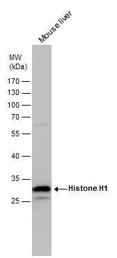 Histone H1 antibody detects Histone H1 protein by western blot analysis. Mouse tissue extracts (50 ug) was separated by 12% SDS-PAGE, and the membrane was blotted with Histone H1 antibody (NBP2-16772) diluted by 1:5000. The HRP-conjugated anti-rabbit IgG antibody  was used to detect the primary antibody. 