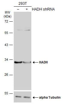<b>Genetic Strategies Validation. </b>Non-transfected (-) and transfected (+) 293T whole cell extracts (30 ug) were separated by 10% SDS-PAGE, and the membrane was blotted with HADH antibody (NBP2-16776) diluted at 1:1000. The HRP-conjugated anti-rabbit IgG antibody  was used to detect the primary antibody, and the signal was developed with Trident ECL plus-Enhanced. 