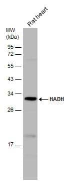 Rat tissue extract (50 ug) was separated by 12% SDS-PAGE, and the membrane was blotted with HADH antibody (NBP2-16777) diluted at 1:1000. The HRP-conjugated anti-rabbit IgG antibody  was used to detect the primary antibody. 