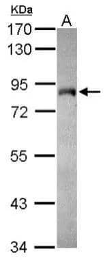 Sample (30 ug of whole cell lysate)  A: MCF-7 7.5% SDS PAGE  NBP2-16784 diluted at 1:1000  