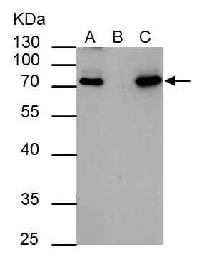 HCLS1 antibody immunoprecipitates HCLS1 protein in IP experiments. IP Sample: 293T whole cell lysate/extract A : 30 ug whole cell lysate/extract of HCLS1 protein expressing 293T cells B : Control with 2.5 ug of pre-immune rabbit IgG C : Immunoprecipitation of HCLS1 by 2.5 ug of HCLS1 antibody (NBP2-16787) 10% SDS-PAGE The immunoprecipitated HCLS1 protein was detected by HCLS1 antibody (NBP2-16787) diluted at 1 : 1000. EasyBlot anti-rabbit IgG (HRP)  was used as a secondary reagent. 