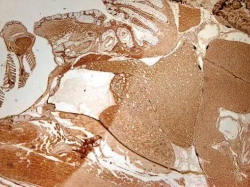 Immunohistochemical analysis of paraffin-embedded zebrafish tissue, using HDAC3 antibody (NBP2-16791) at 1:300 dilution. 