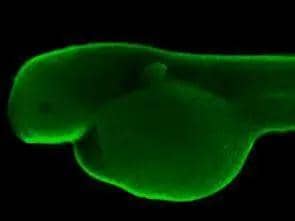 Immunohistochemical analysis (whole mount) of zebrafish embryo, using HDAC3 antibody (NBP2-16791) at 1:200 dilution. 