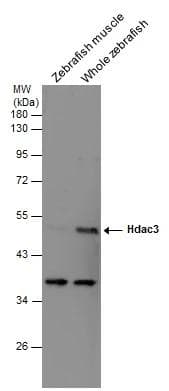 Various tissue extracts (30 ug) were separated by 10% SDS-PAGE, and the membrane was blotted with HDAC3 antibody (NBP2-16791) diluted at 1:500. 
