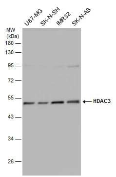 Various whole cell extracts (30 ug) were separated by 10% SDS-PAGE, and the membrane was blotted with HDAC3 antibody (NBP2-16791) diluted at 1:500. The HRP-conjugated anti-rabbit IgG antibody  was used to detect the primary antibody. 