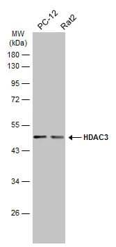 Various whole cell extracts (30 ug) were separated by 10% SDS-PAGE, and the membrane was blotted with HDAC3 antibody (NBP2-16791) diluted at 1:1000. The HRP-conjugated anti-rabbit IgG antibody  was used to detect the primary antibody. 