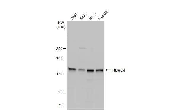 Western Blot Histone Deacetylase 4/HDAC4 Antibody - BSA Free