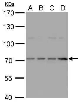 Western Blot HDC Antibody - BSA Free
