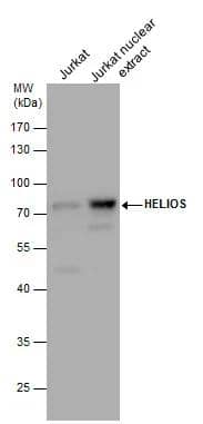 HELIOS antibody detects HELIOS protein by western blot analysis. Jurkat whole cell extracts and nuclear extracts (30 ug) were separated by 10% SDS-PAGE, and the membrane was blotted with HELIOS antibody (NBP2-16802) diluted by 1:500 and developed with Trident femto Western HRP Substrate . The HRP-conjugated anti-rabbit IgG antibody  was used to detect the primary antibody. 
