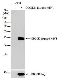 Non-transfected (-) and transfected (+) 293T whole cell extracts (30 ug) were separated by 12% SDS-PAGE, and the membrane was blotted with HEY1 antibody (NBP2-16818) diluted at 1:5000. The HRP-conjugated anti-rabbit IgG antibody  was used to detect the primary antibody. 