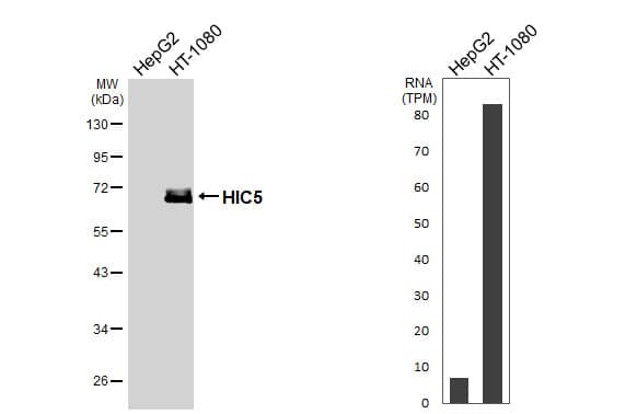 Western Blot HIC5/TGFB1I1 Antibody - BSA Free