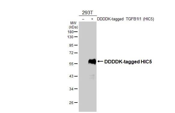 Western Blot HIC5/TGFB1I1 Antibody - BSA Free