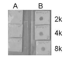 Dotblot analysis of anti-Histone H3 (acetyl Lys 9, Lys14) antibody with peptide samples.Peptide samples (0.1 ug) were spotted onto positively charged nylon membrane and blotted with Histone H3 (acetyl Lys 9, Lys14) antibody (NBP2-16837) at different dilution as indicated.A: Peptide samples of Histone H3.1B: Peptide samples of Histone H3 (acetyl Lys 9, Lys14)  