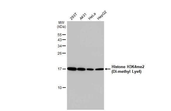 Various whole cell extracts (30 ug) were separated by 15% SDS-PAGE, and the membrane was blotted with Histone H3K4me2 (Di-methyl Lys4) antibody (NBP2-16838) diluted at 1:2500. The HRP-conjugated anti-rabbit IgG antibody  was used to detect the primary antibody. 