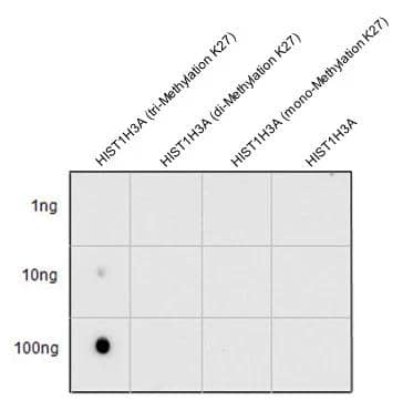 Various peptide samples were spotted onto positively charged nylon membrane, and blotted with Histone H3 (tri-Methyl Lys27) antibody (NBP2-16840) diluted at 1:2500. 