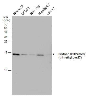 Various whole cell extracts (30 ug) were separated by 15% SDS-PAGE, and the membrane was blotted with Histone H3K27me3 (trimethyl Lys27) antibody (NBP2-16840) diluted at 1:1000. 
