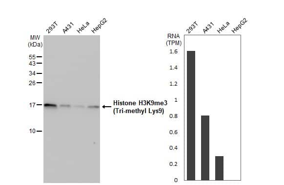 <b>Orthogonal Strategies Validation. </b>Western Blot: HIST1H3A Antibody [NBP2-16841] - Various whole cell extracts (30 ug) were separated by 15% SDS-PAGE, and the membrane was blotted with Histone H3K9me3 (Tri-methyl Lys9) antibody  diluted at 1:1000. The HRP-conjugated anti-rabbit IgG antibody  was used to detect the primary antibody. Corresponding RNA expression data for the same cell lines are based on Human Protein Atlas program.