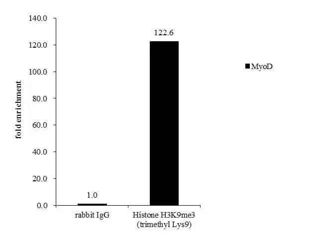 Cross-linked ChIP was performed with HepG2 chromatin extract and 5 ug of either normal rabbit IgG or anti-Histone H3K9me3 (trimethyl Lys9) antibody. The precipitated DNA was detected by PCR with primer set targeting to MyoD. 