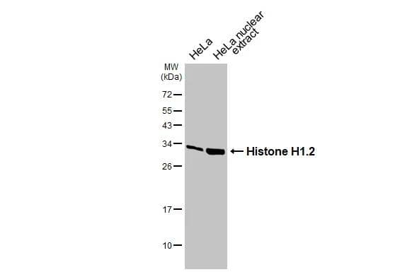 Western Blot Histone H1.2 Antibody - BSA Free