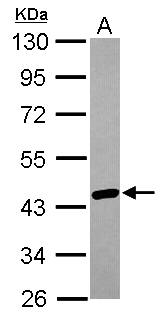 Western Blot: hnRNP AB Antibody [NBP2-16865] - Sample (30 ug of whole cell lysate)  A: A431  10% SDS PAGE  NBP2-16865 diluted at 1:1000 