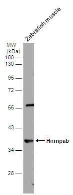 Western Blot: hnRNP AB Antibody [NBP2-16865] - Zebrafish tissue extract (30 ug) were separated by 10% SDS-PAGE, and the membrane was blotted with hnRNP AB antibody (NBP2-16865) diluted at 1:1000.