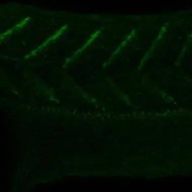 hnRNP AB antibody detects hnRNP AB protein at somite boundary on whole-mount zebrafish embryos by immunohistochemical analysis. Sample: Paraformaldehyde-fixed zebrafish embryos.  hnRNP AB antibody (NBP2-16865) dilution: 1:200. 