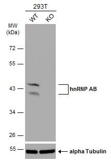 <b>Genetic Strategies Validation. </b>Wild-type (WT) and hnRNP AB knockout (KO) 293T cell extracts (30 ug) were separated by 10% SDS-PAGE, and the membrane was blotted with hnRNP AB antibody (NBP2-16865) diluted at 1:1000. The HRP-conjugated anti-rabbit IgG antibody  was used to detect the primary antibody. 