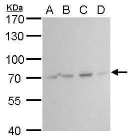 Hsc70 antibody detects Hsc70 protein by Western blot analysis.A. 30 ug 293T whole cell lysate/extractB. 30 ug A431 whole cell lysate/extractC. 30 ug HeLa whole cell lysate/extractD. 30 ug HepG2 whole cell lysate/extract7.5 % SDS-PAGEHsc70 antibody (NBP2-16882) dilution: 1:5000 