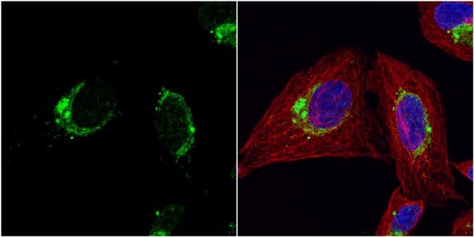 Cpn10 antibody detects Cpn10 protein at cytoplasm by immunofluorescent analysis.Sample: U2OS cells were fixed in 4% paraformaldehyde at RT for 15 min.Green: Cpn10 protein stained by Cpn10 antibody (NBP2-16890) diluted at 1:200.Red: alpha Tubulin, a cytoskeleton marker, stained by alpha Tubulin antibody [GT114]  diluted at 1:1000.Blue: Hoechst 33342 staining. 