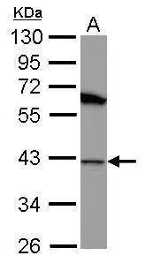Sample (30 ug of whole cell lysate)  A: U87-MG  10% SDS PAGE  NBP2-16892 diluted at 1:1000  