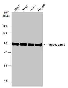 Western Blot HSP90 alpha Antibody