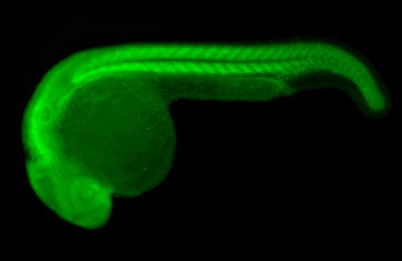 Immunohistochemistry: HspA1B Antibody [NBP2-16896] - HspA1B antibody detects HspA1B protein on whole mount zebrafish by immunohistochemical analysis.Sample: Paraformaldehyde-fixed 1 day-post-fertilization zebrafish embryo.Green: HspA1B stained by HspA1B antibody (NBP2-16896) diluted at 1:100.Antigen Retrieval: Tris-HCl buffer, pH 9.0, 20 min at 70ºC