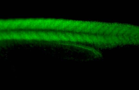 Hsp70 antibody detects Hsp70 protein on whole mount zebrafish by immunohistochemical analysis.Sample: Paraformaldehyde-fixed 1 day-post-fertilization zebrafish embryo.Green: Hsp70 stained by Hsp70 antibody (NBP2-16896) diluted at 1:100.Antigen Retrieval: Tris-HCl buffer, pH 9.0, 20 min at 70ºC 