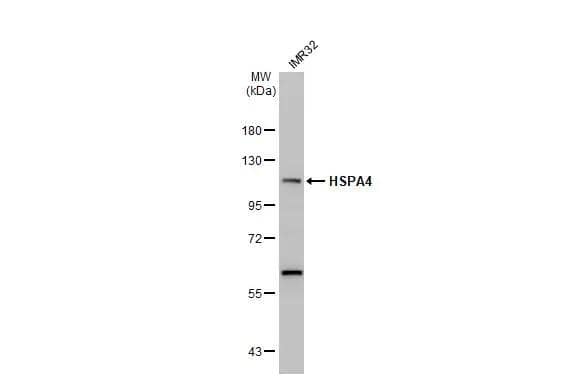 Whole cell extract (30 ug) was separated by 7.5% SDS-PAGE, and the membrane was blotted with HSPA4 antibody [N3C2], Internal (NBP2-16898) diluted at 1:1000. The HRP-conjugated anti-rabbit IgG antibody  was used to detect the primary antibody. 