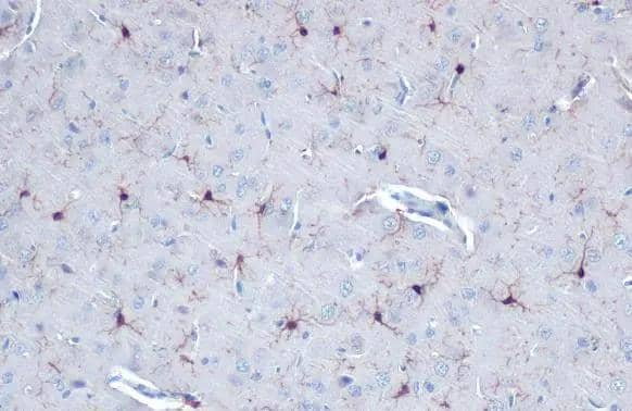 Iba1 antibody detects Iba1 protein at cell membrane and cytoplasm by immunohistochemical analysis.Sample: Paraffin-embedded rat brain.Iba1 stained by Iba1 antibody (NBP2-16908) diluted at 1:500.Antigen Retrieval: Citrate buffer, pH 6.0, 15 min 