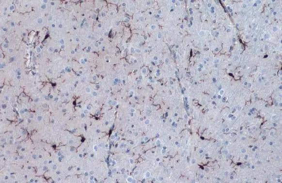 Iba1 antibody detects Iba1 protein at cell membrane and cytoplasm by immunohistochemical analysis.Sample: Paraffin-embedded rat cerebellum.Iba1 stained by Iba1 antibody (NBP2-16908) diluted at 1:1000.Antigen Retrieval: Citrate buffer, pH 6.0, 15 min 