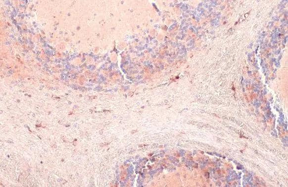 Iba1 antibody detects Iba1 protein at cell membrane and cytoplasm by immunohistochemical analysis.Sample: Paraffin-embedded mouse brain.Iba1 stained by Iba1 antibody (NBP2-16908) diluted at 1:500.Antigen Retrieval: Citrate buffer, pH 6.0, 15 min 