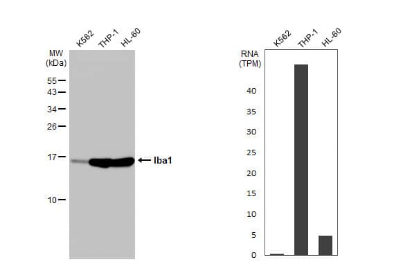 Various whole cell extracts (30 ug) were separated by 15% SDS-PAGE, and the membrane was blotted with Iba1 antibody (NBP2-16908) diluted at 1:5000. The HRP-conjugated anti-rabbit IgG antibody  was used to detect the primary antibody. Corresponding RNA expression data for the same cell lines are based on Human Protein Atlas program. 