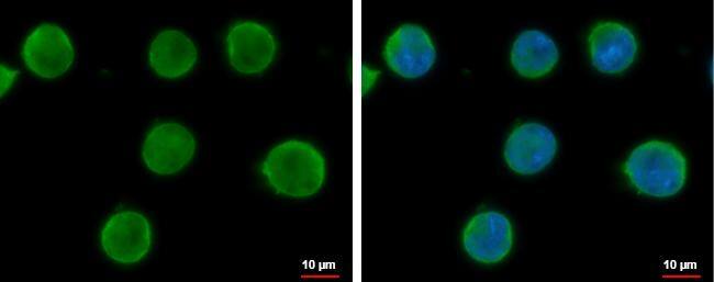 ICAM2 antibody [N1C3] detects ICAM2 protein at cell membrane by immunofluorescent analysis.Sample: K562 cells were fixed in 4% paraformaldehyde at RT for 15 min.Green: ICAM2 protein stained by ICAM2 antibody [N1C3] (NBP2-16912) diluted at 1:500.Blue: Hoechst 33342 staining. 