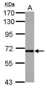 Sample (30 ug of whole cell lysate)  A: K562  7.5% SDS PAGE  NBP2-16912 diluted at 1:3000  