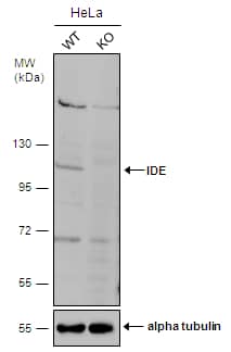 <b>Genetic Strategies Validation. </b>Wild-type (WT) and IDE knockout (KO) HeLa cell extracts (30 ug) were separated by 7.5% SDS-PAGE, and the membrane was blotted with IDE antibody [N1N3] (NBP2-16914) diluted at 1:500. The HRP-conjugated anti-rabbit IgG antibody  was used to detect the primary antibody, and the signal was developed with Trident ECL plus-Enhanced. 
