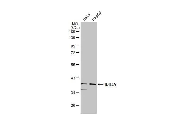 Western Blot: IDH3A Antibody [NBP2-16916] - Various whole cell extracts (30 ug) were separated by 10% SDS-PAGE, and the membrane was blotted with IDH3A antibody (NBP2-16916) diluted at 1:1000. The HRP-conjugated anti-rabbit IgG antibody  was used to detect the primary antibody.