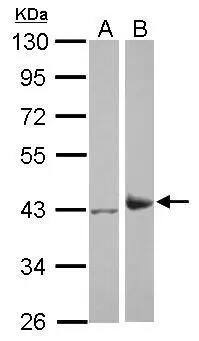Western Blot: IDH3A Antibody [NBP2-16916] - Sample (30 ug of whole cell lysate)  A: whole zebrafish  B: zebrafish heart  10% SDS PAGE  NBP2-16916 diluted at 1:1000 