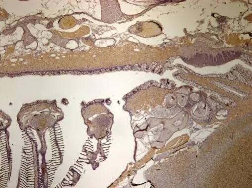 Immunohistochemistry: IDH3A Antibody [NBP2-16916] - Immunohistochemical analysis of paraffin-embedded zebrafish tissue, using IDH3A antibody (NBP2-16916) at 1:300 dilution.